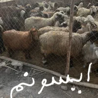بره ماده