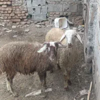 دوتا توقلی نرجنس|حیوانات مزرعه|سنگدوین, |دیوار