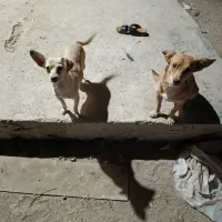 سگ پاکوتاه|سگ|خرمشهر, |دیوار