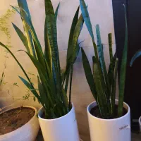 گل با گلدان