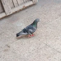 پرنده پلاکی