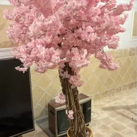 درخچه شکوفه صورتی