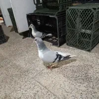 یک جفت کبوتر همه چی تموم