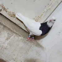 حیوان|حیوانات|نیشابور, بنیاد شهید|دیوار