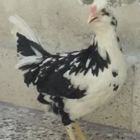 خروس گلین سیاه ومرغ گلین