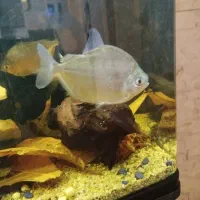 ماهی دالر درشت