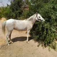 اسب مادیون|اسب و تجهیزات اسب‌سواری|شیراز, بید زرد|دیوار