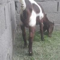 کره نر پاکستانی