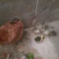 جوجه غاز محلی ۱۵روزه