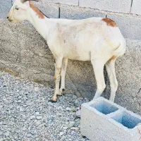 گوسفند آبستن