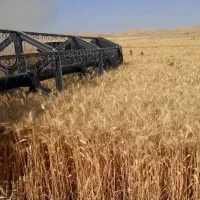گندم بذری رقم پیشگام