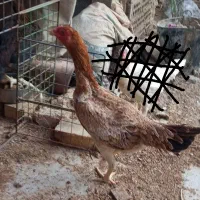 مرغ خروس لاری محلی جوجه مینا