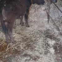 دو عدد گاو محلی خوش فرم وخوش خوراک