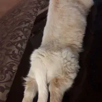 سگ پامر اشپتیز|سگ|اصفهان, پروین|دیوار