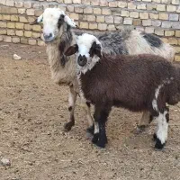 میش شیشک زاییده