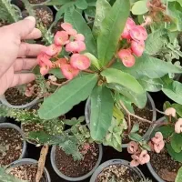 گل طبیعی|گل و گیاه طبیعی|مشکین‌دشت, |دیوار