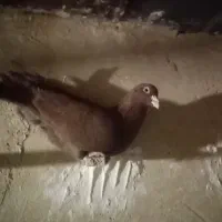 کفتر صید|پرنده|کاشمر, |دیوار