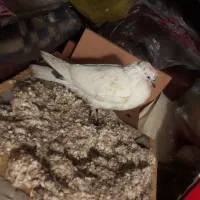 کفش پاپر ماده|پرنده|تهران, تهرانسر شمالی|دیوار