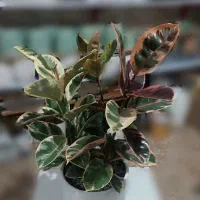 انواع گل و گیاه آپارتمانی با کیفیت و قیمت مناسب