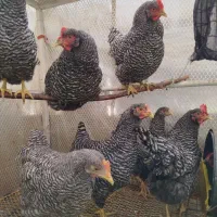 تخم مرغ نطفه دارزینتی|حیوانات مزرعه|شیراز, شیخ علی چوپان|دیوار