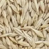 ۲۰گونی جو بذر تمیز تمیز منی ۲۰۰