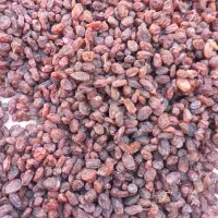 کشمش تاکستان|خوردنی و آشامیدنی|تاکستان, |دیوار