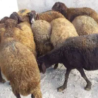 گوشتی وقربانی|حیوانات مزرعه|اردبیل, |دیوار