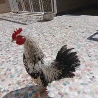 خروس ریز جثه