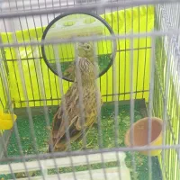 سهره خاکی جوجه قفس نیمه رام