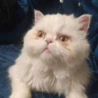 گربه پرشین ۱ساله ماده