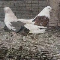 فروش کبوتر نقش|پرنده|تفت, |دیوار