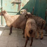 میش|حیوانات مزرعه|مشهد, ویلاشهر|دیوار