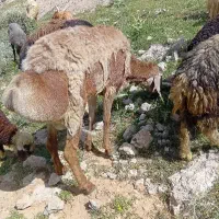 قوچ چینی|حیوانات مزرعه|زرقان, |دیوار