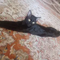 مژدگانی *گمشده گربه* سیاه سینه سفید کشیده لاغر|حیوانات|تبریز, |دیوار