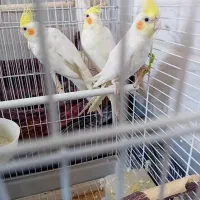 عروس هلندی|پرنده|قم, چهل درخت‎|دیوار