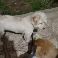 سگ پا کوتاه|سگ|پیشوا, |دیوار