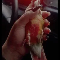 طوطی گرینچیک|پرنده|تهران, هرندی|دیوار