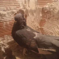 کفتر|پرنده|بومهن, |دیوار