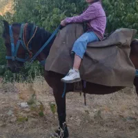 مادیون یورغه|اسب و تجهیزات اسبسواری|پیرانشهر, |دیوار