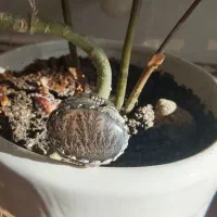 شجر منظره بی نقص|جواهرات|سقز, |دیوار