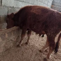 گوساله نر دو رگ|حیوانات مزرعه|کوهدشت, |دیوار