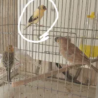 قناری