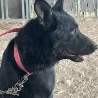 ژرمن بلک|سگ|اصفهان, دنارت|دیوار