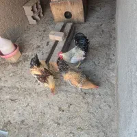 مرغ و خروس و نیمچه