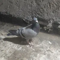 پرنده دورکن|پرنده|بهبهان, |دیوار