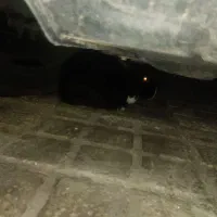 خرگوش|موش و خرگوش|اردکان, |دیوار