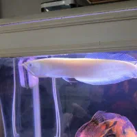 آروانا آلبینو ۳۵ سانت