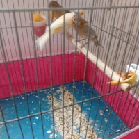 قناری|پرنده|فولادشهر, B7|دیوار