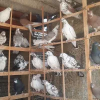 کفتر گنجه بر کاشون