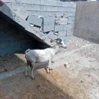 بُز|حیوانات مزرعه|بندرعباس, |دیوار